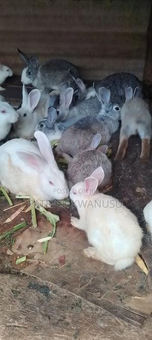 Rabbits for Sale - main view