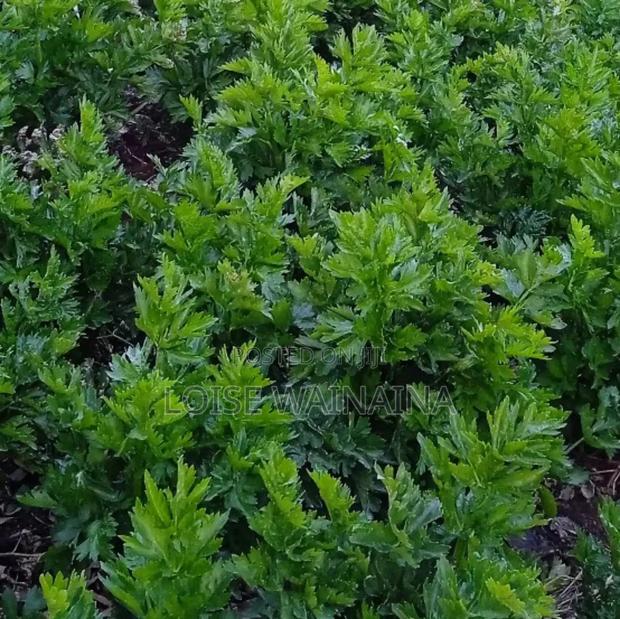 Vegetables - main view