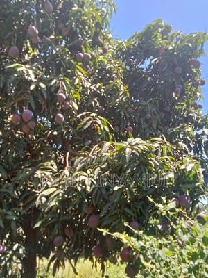 Mangoes (Tommy)