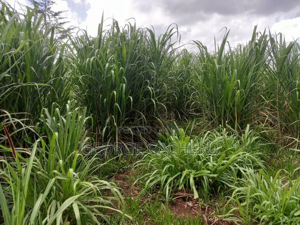 1 Acre Ol Kalou for Sale - thumbnail 6