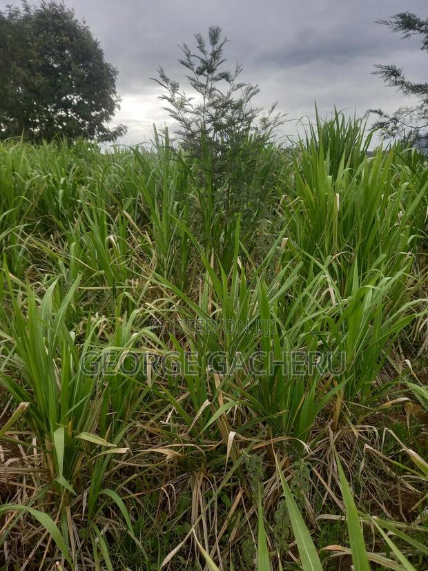 1 Acre Ol Kalou for Sale - thumbnail 3