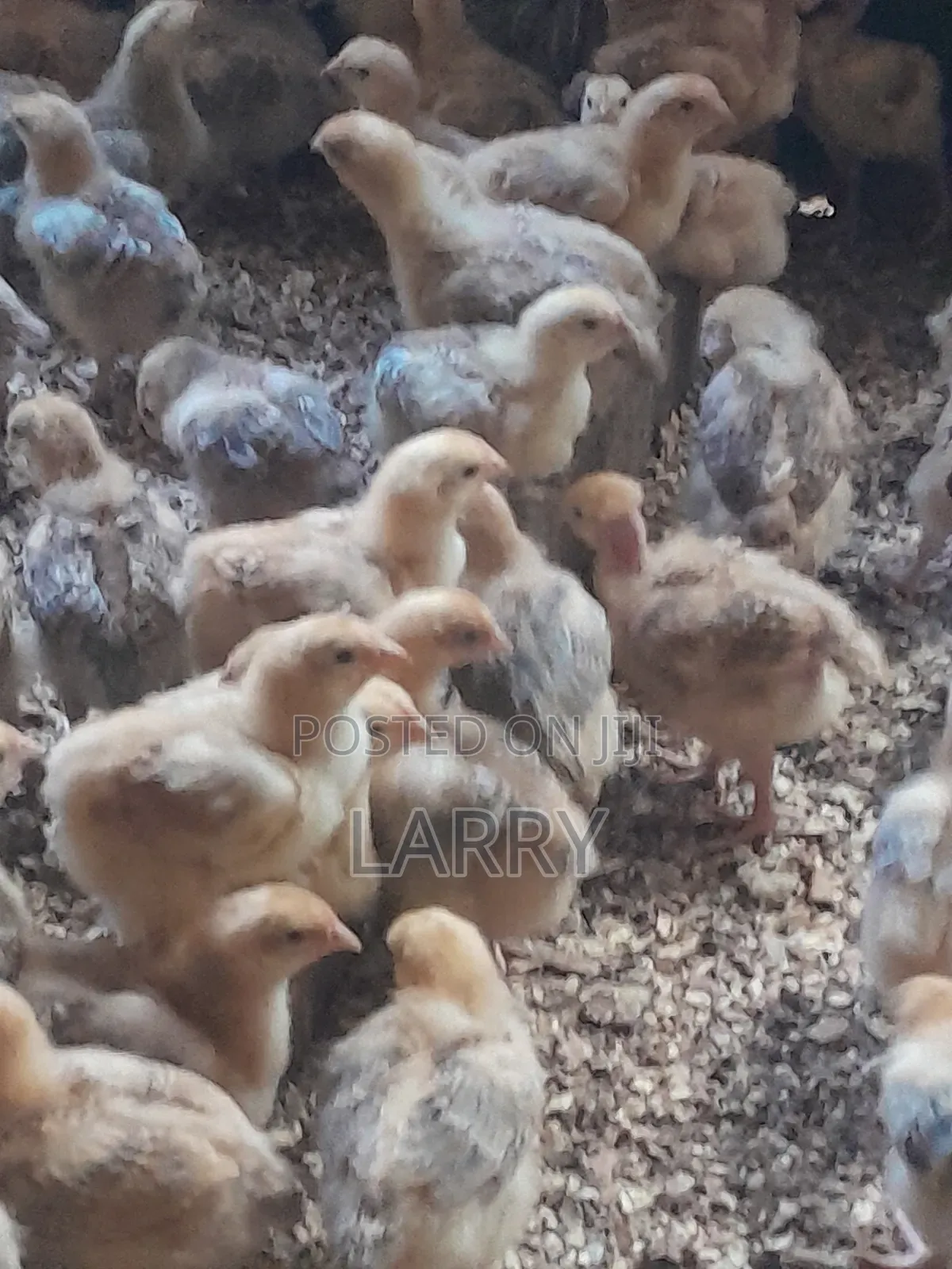 Kenbro F1 Chics