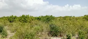 Jacaranda Beach Plot for Sale