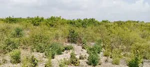 Jacaranda Beach Plot for Sale