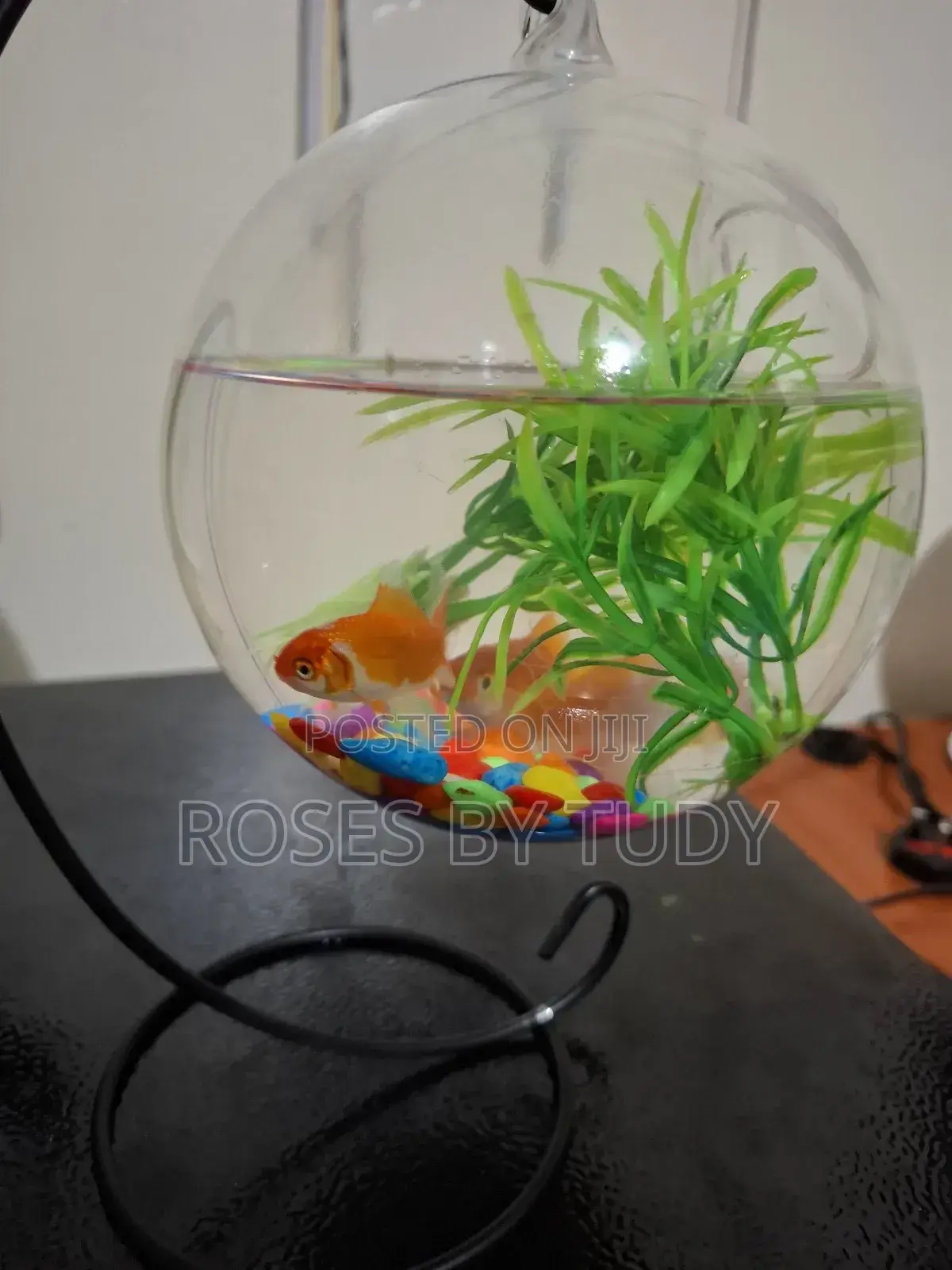 Fish Aquarium