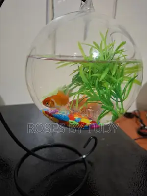 Fish Aquarium