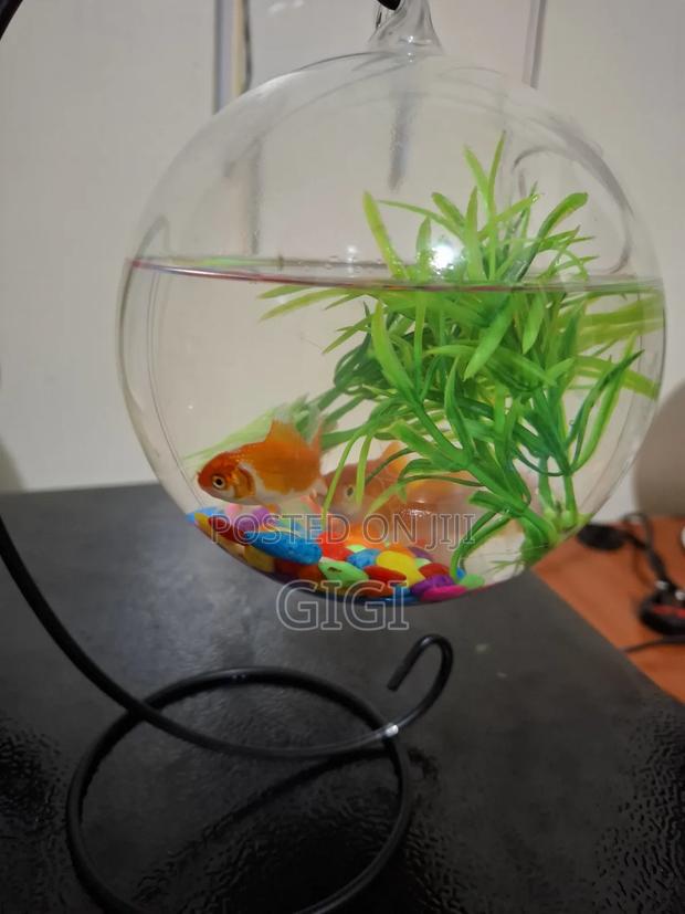 Fish Aquarium - main view