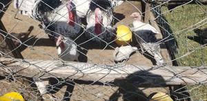 Mature Turkeys - main view