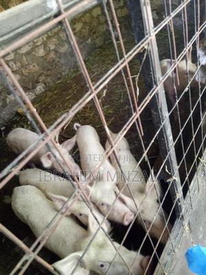 Pigs for Sale - main view