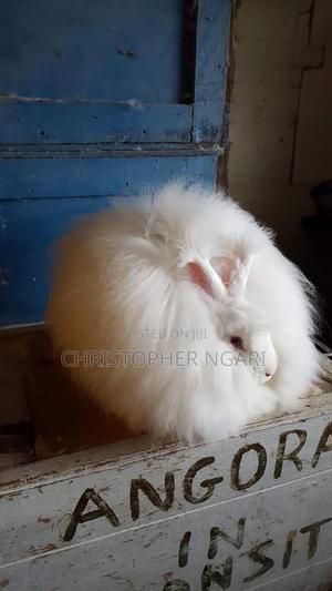 Angora Rabbit - thumbnail 2