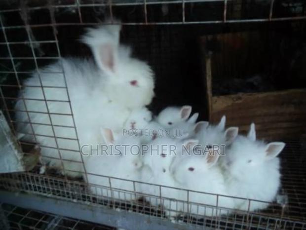 Angora Rabbit - thumbnail 3
