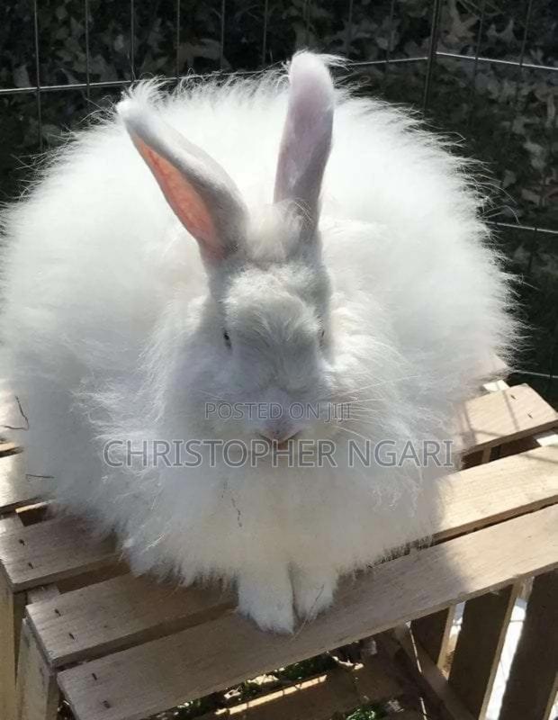 Angora Rabbit - thumbnail 4