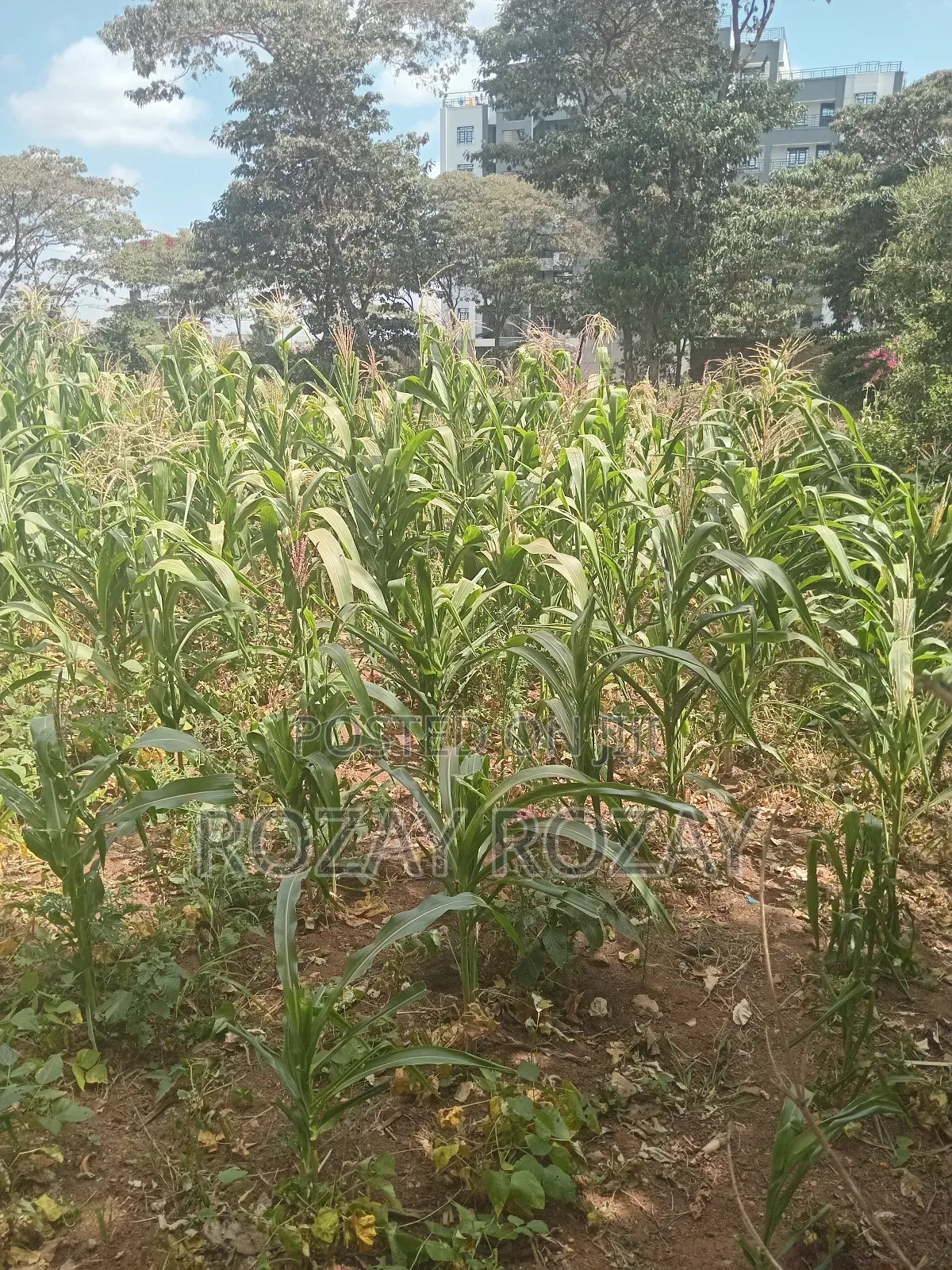 Bypass Plots ( Ruiru Bypass)