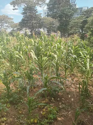 Bypass Plots ( Ruiru Bypass)