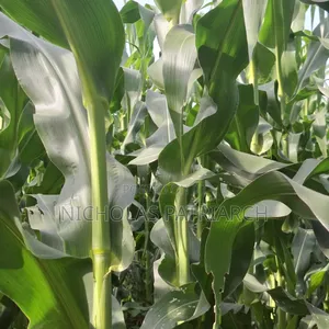 40 Acre Farm at Kiboko Mombasa Road Acre