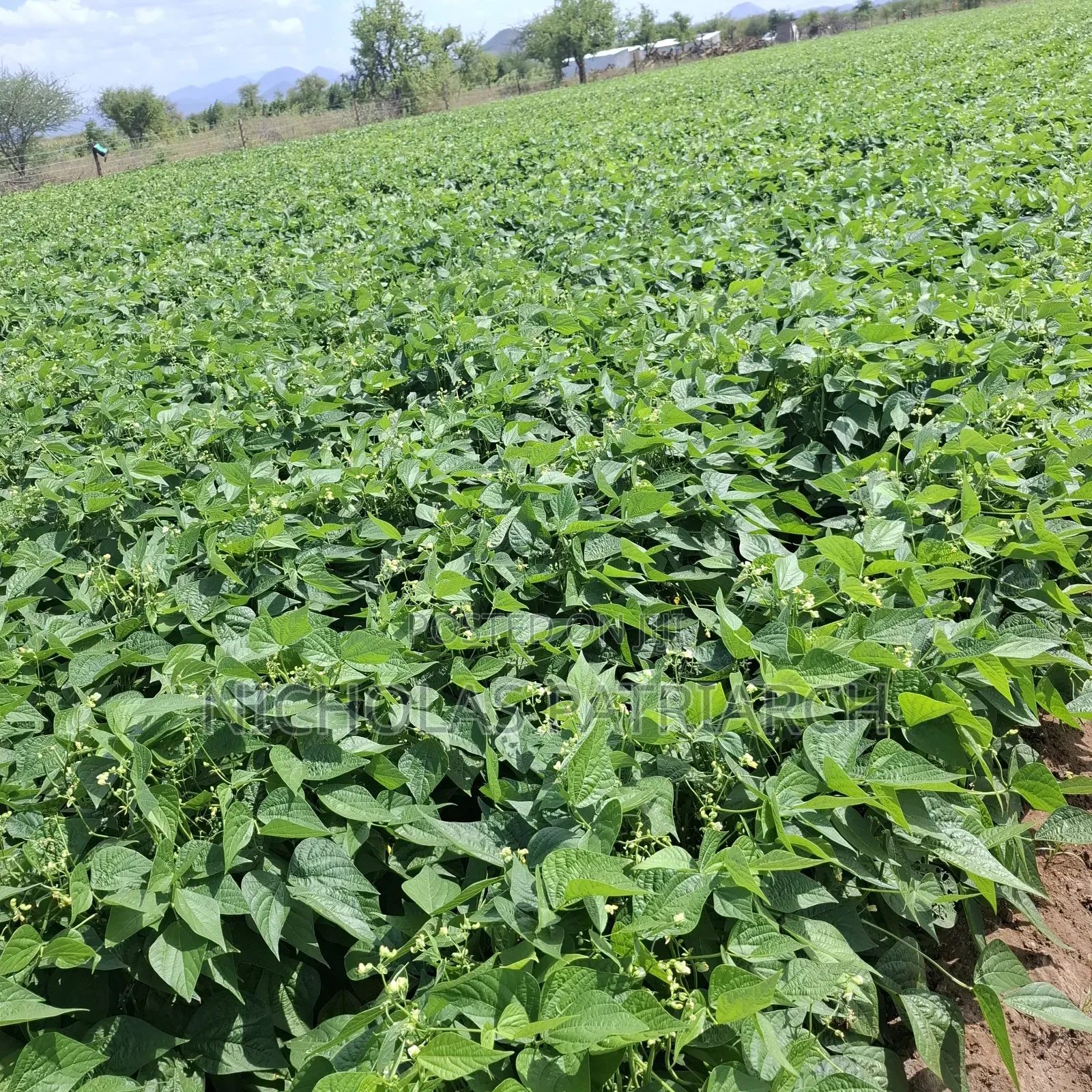 40 Acre Farm at Kiboko Mombasa Road Acre