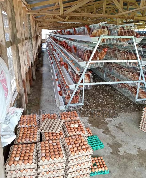 Chicken Cages 128 Birds - main view