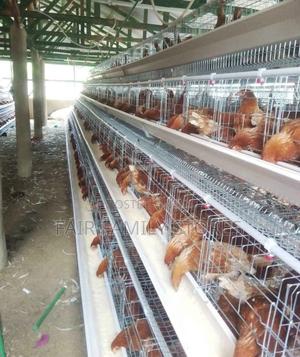 Chicken Cages Automatic 128 Birds - main view