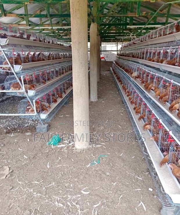Chicken Cages Automatic 128 Birds - thumbnail 2