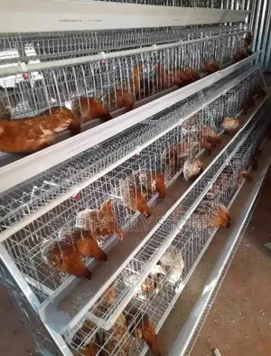 Chicken Cage for 124 Birds