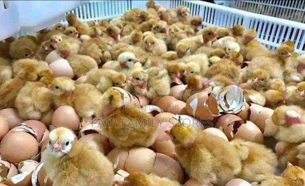 Egg Incubator 64 Egg - thumbnail 3