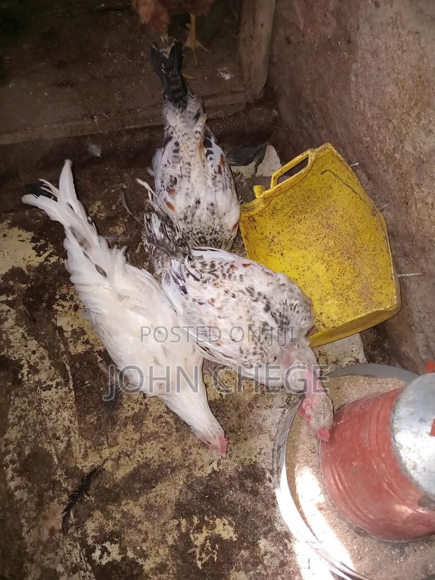 Kienyeji Jogoo - main view