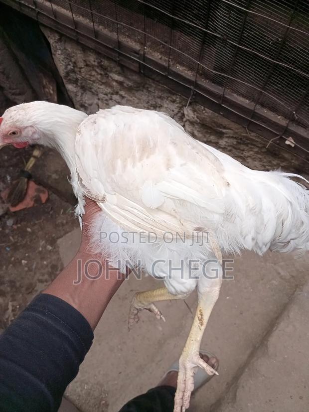 Kienyeji Jogoo - thumbnail 2