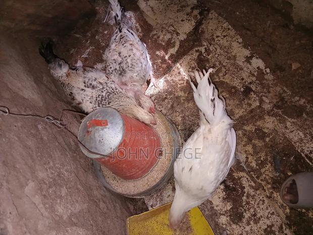 Kienyeji Jogoo - thumbnail 4