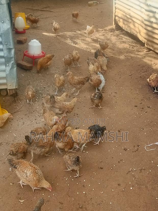 Chicken Months 4.5 - thumbnail 8