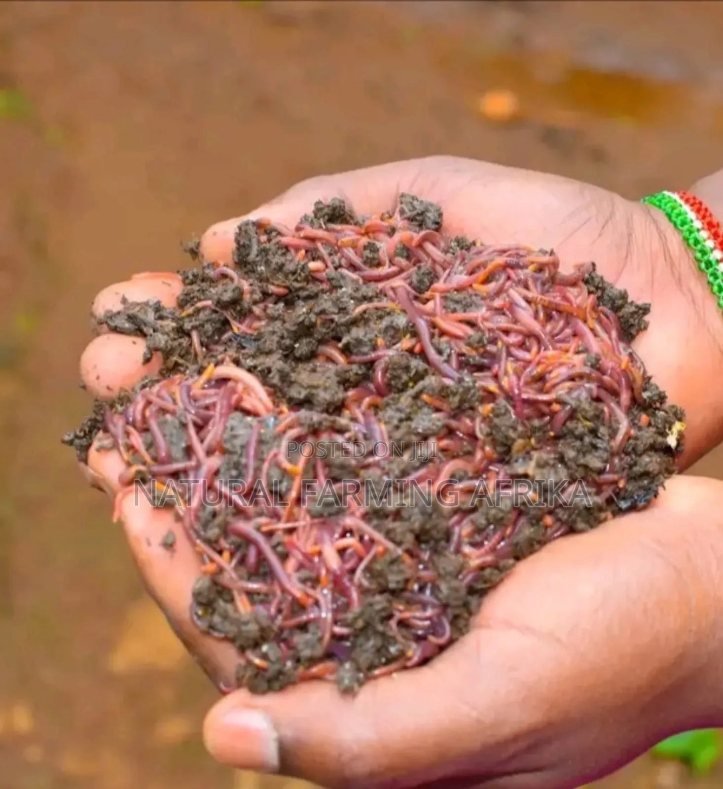 Live Red Wiggler Worms for Vermicompost
