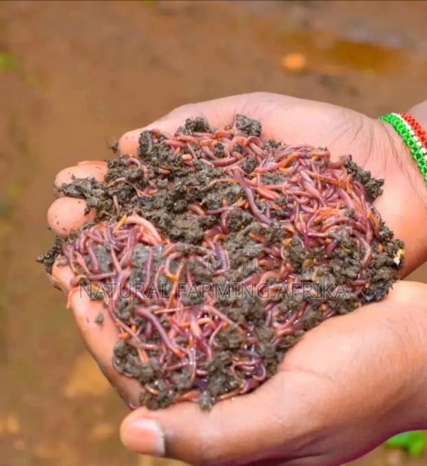 Live Red Wiggler Worms for Vermicompost - main view