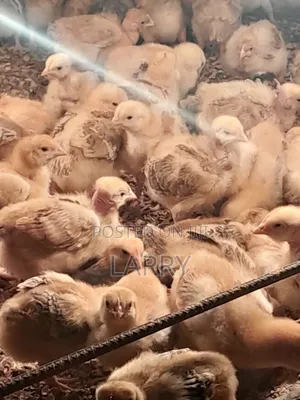 F1 Kenbro Chicks