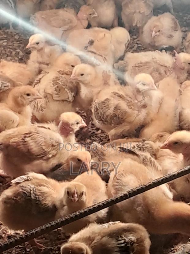 F1 Kenbro Chicks - main view