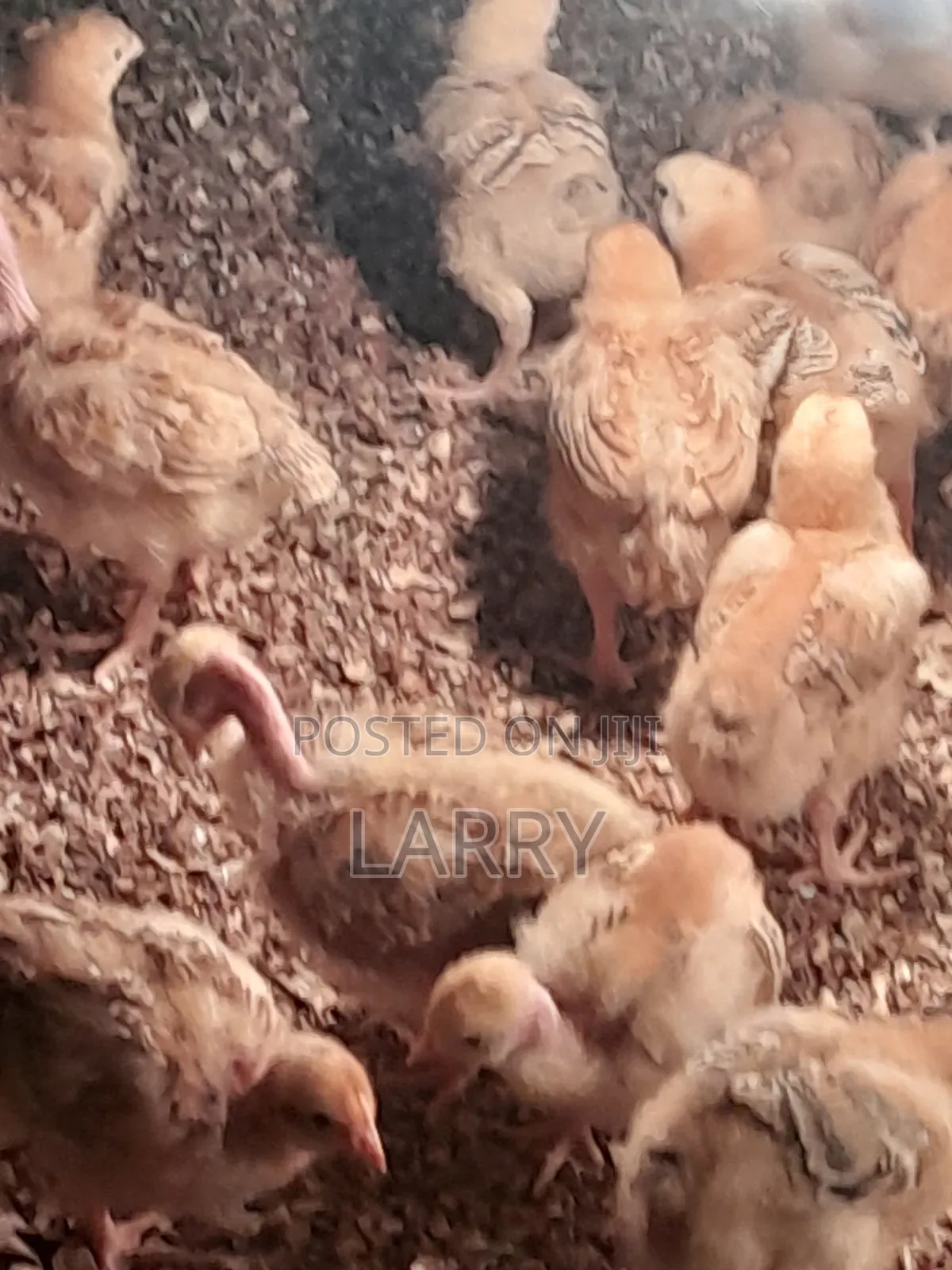 F1 Kenbro Chicks
