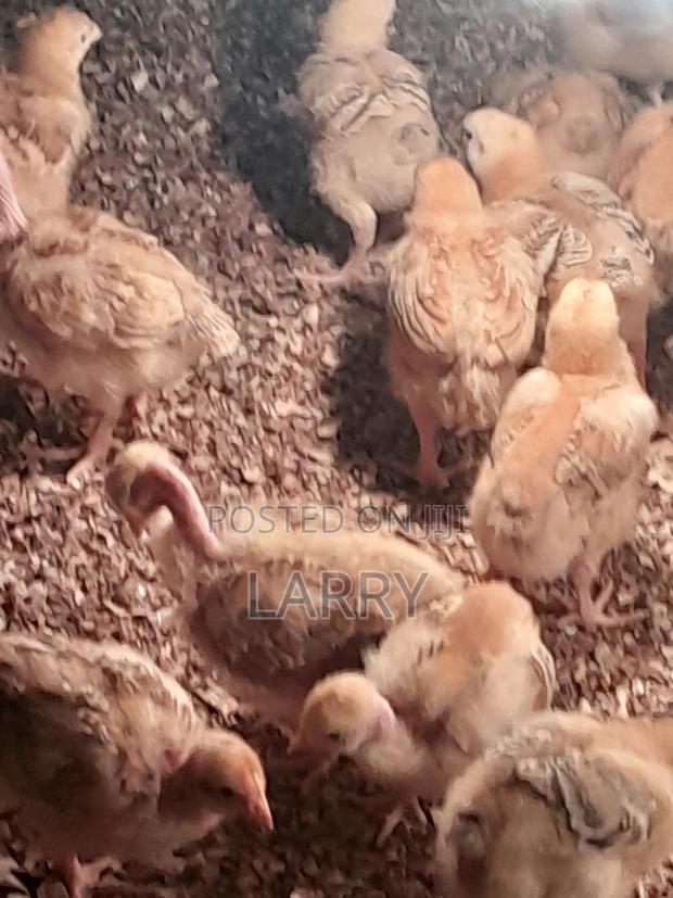 F1 Kenbro Chicks - thumbnail 3