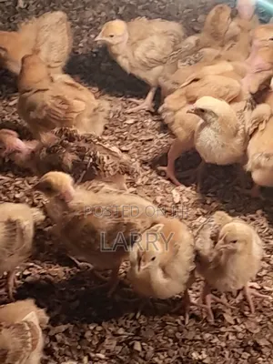 F1 Kenbro Chicks