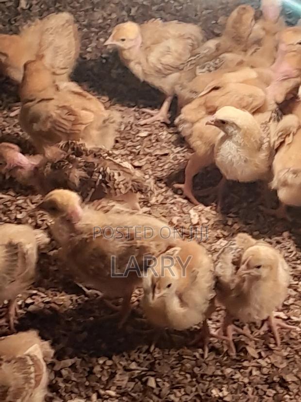 F1 Kenbro Chicks - thumbnail 4