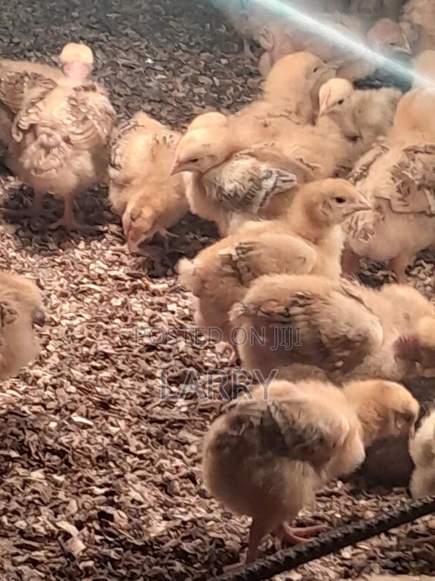 F1 Kenbro Chicks - thumbnail 5