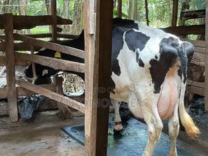 Incalf Heifers - main view
