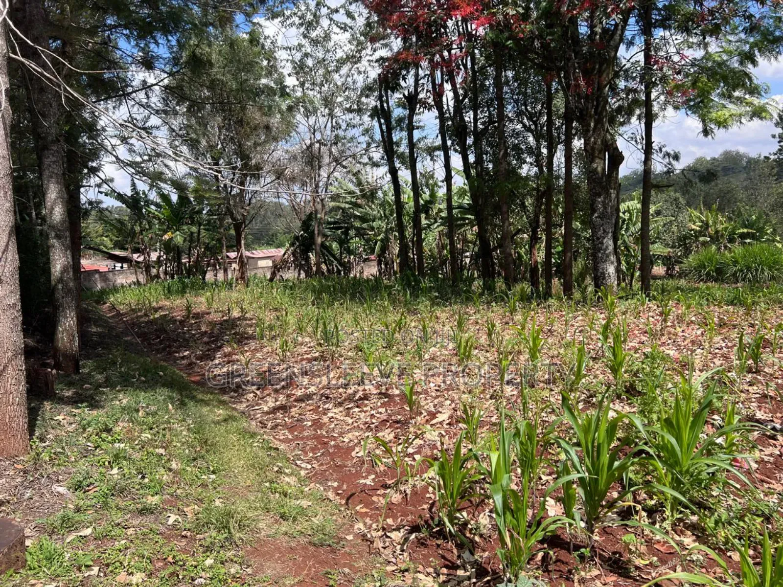 Land for Sale