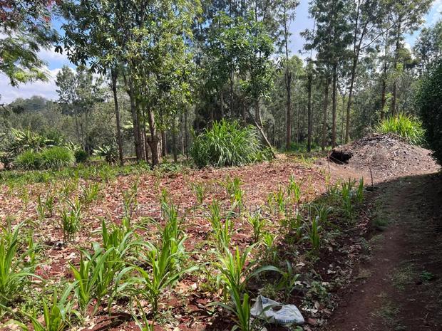 Land for Sale - thumbnail 4