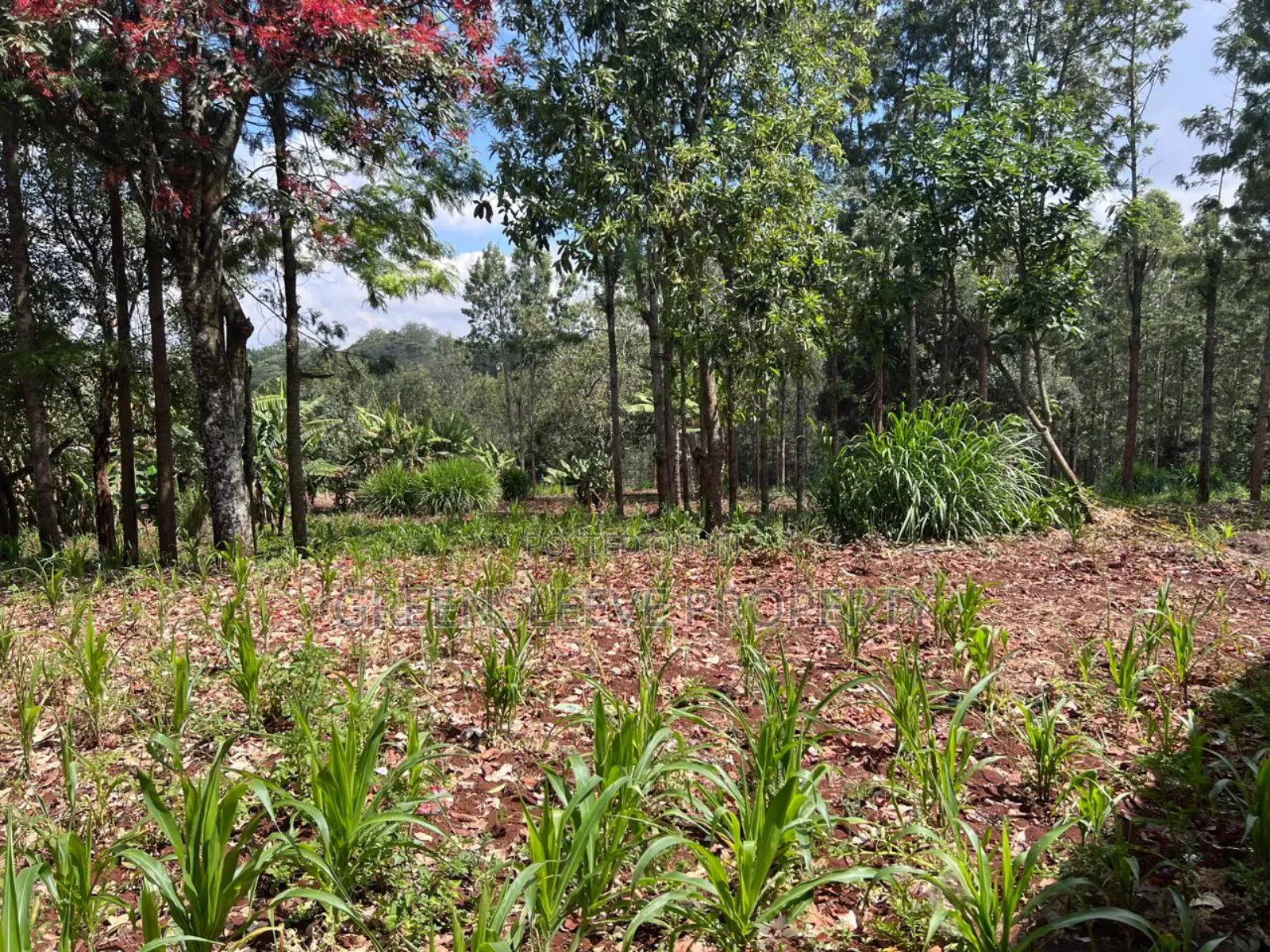 Land for Sale
