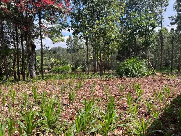 Land for Sale - thumbnail 5