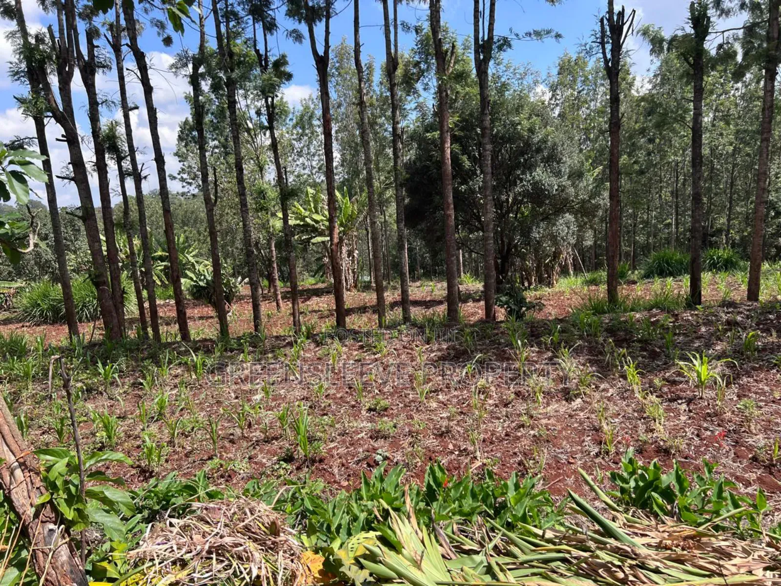 Land for Sale