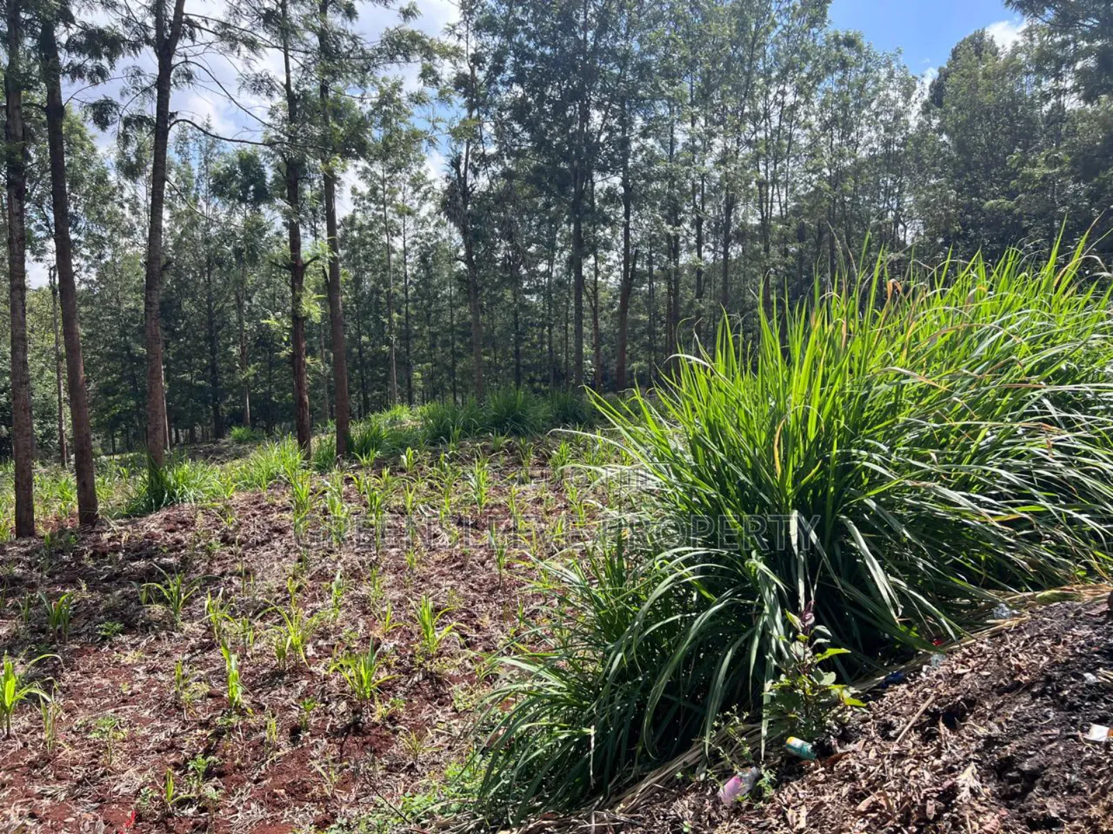 Land for Sale