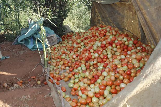 Embu County,Mbeere 8 Acres Irrigation Farmland - thumbnail 7