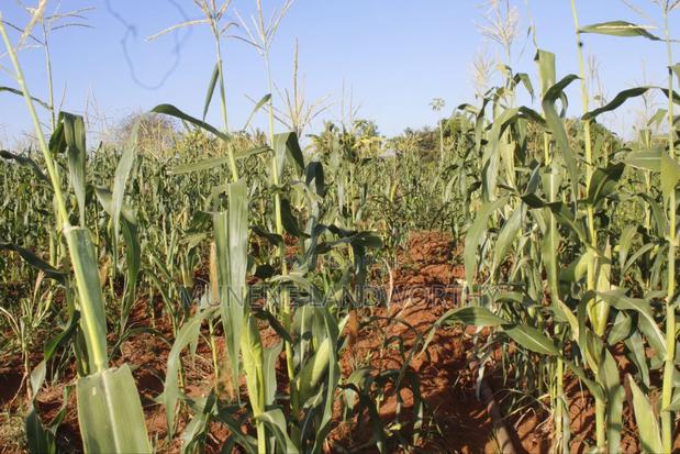 Embu County,Mbeere 8 Acres Irrigation Farmland - thumbnail 10