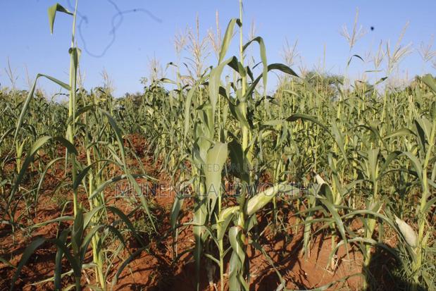 Embu County,Mbeere 8 Acres Irrigation Farmland - thumbnail 12
