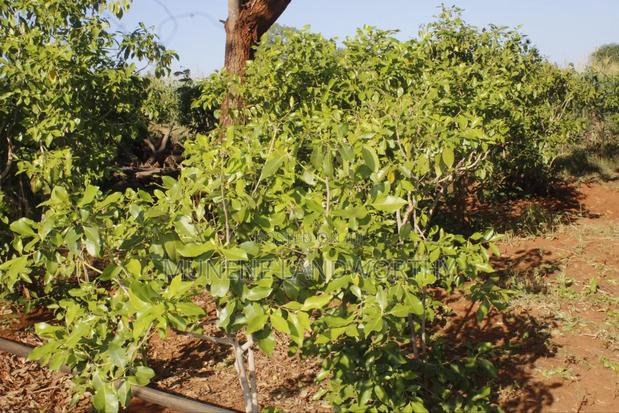 Embu County,Mbeere 8 Acres Irrigation Farmland - thumbnail 2