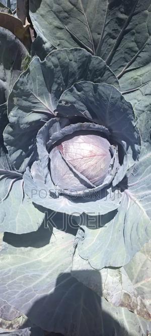 Red Cabbage - main view